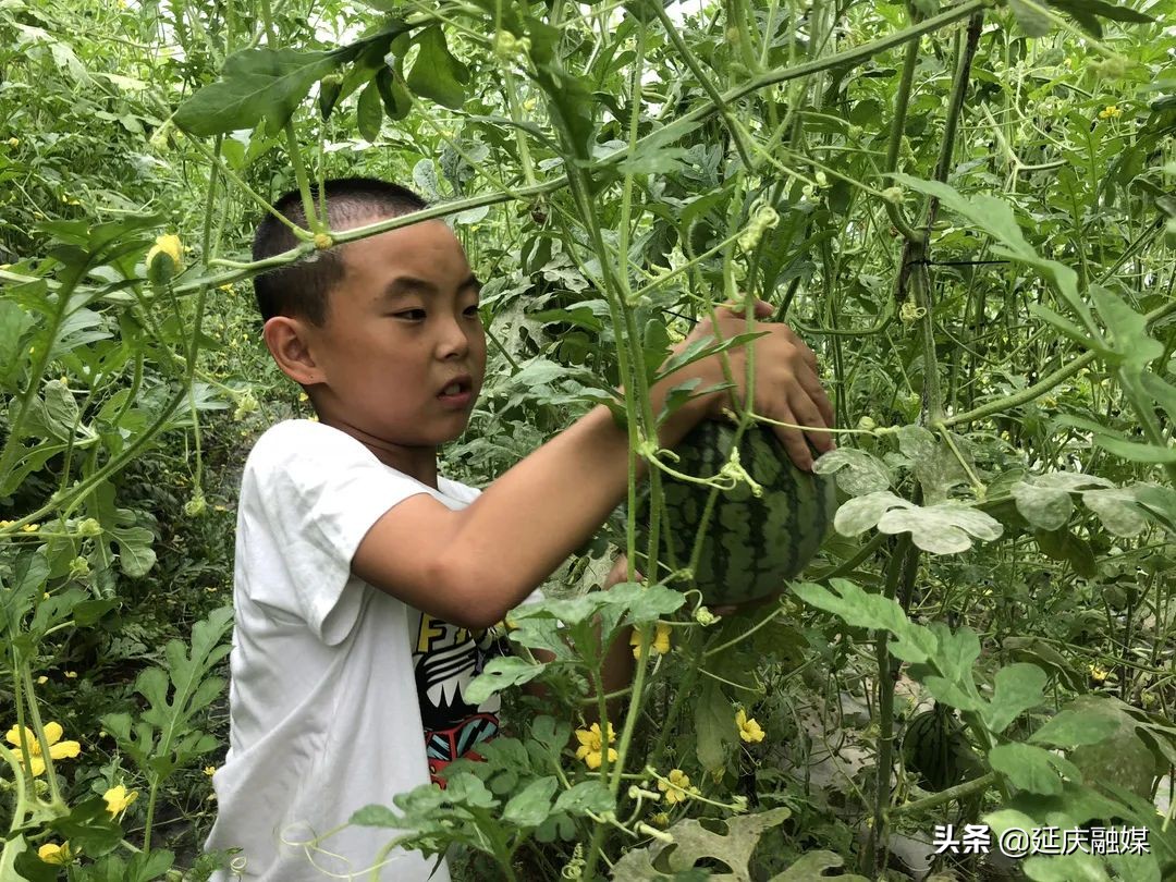 西瓜种植脱贫致富,中庄村西瓜种植基地