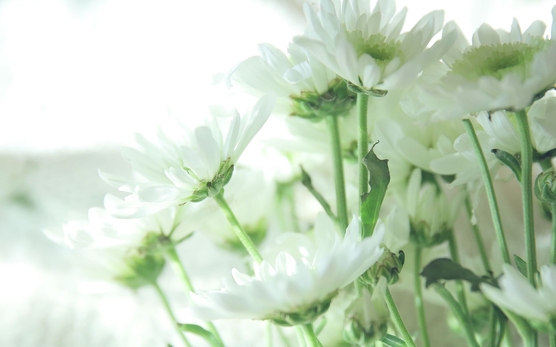 最流行的2024年短语,2020年最流行话语