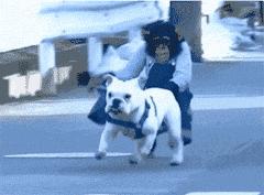 小区里出现疯狗,小区出现疯狗事件