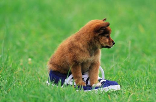 除犬瘟、细小以外，对狗来说第3大疾病—冠状病毒，一文为你解析