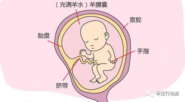 孕期周刊，第十三周