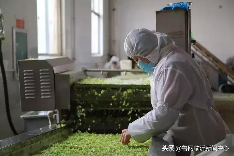 挣钱、顾家两不误!临沂临港区:居家妇女灵活就业助增收