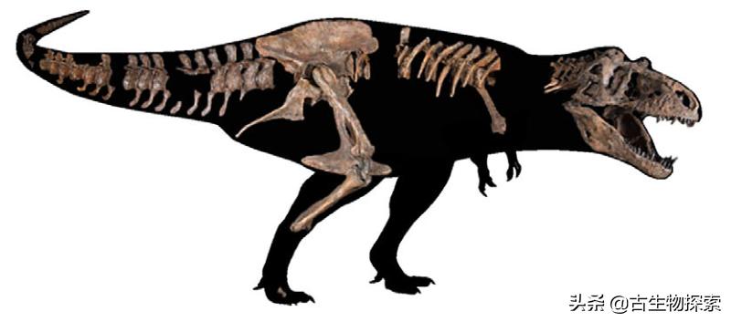古生物学家恐龙化石霸王龙,中国发现霸王龙化石