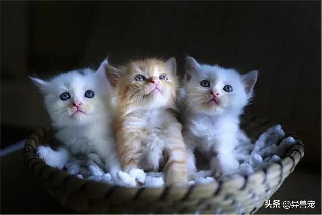 猫咪的日常护理知识,猫咪的日常生活