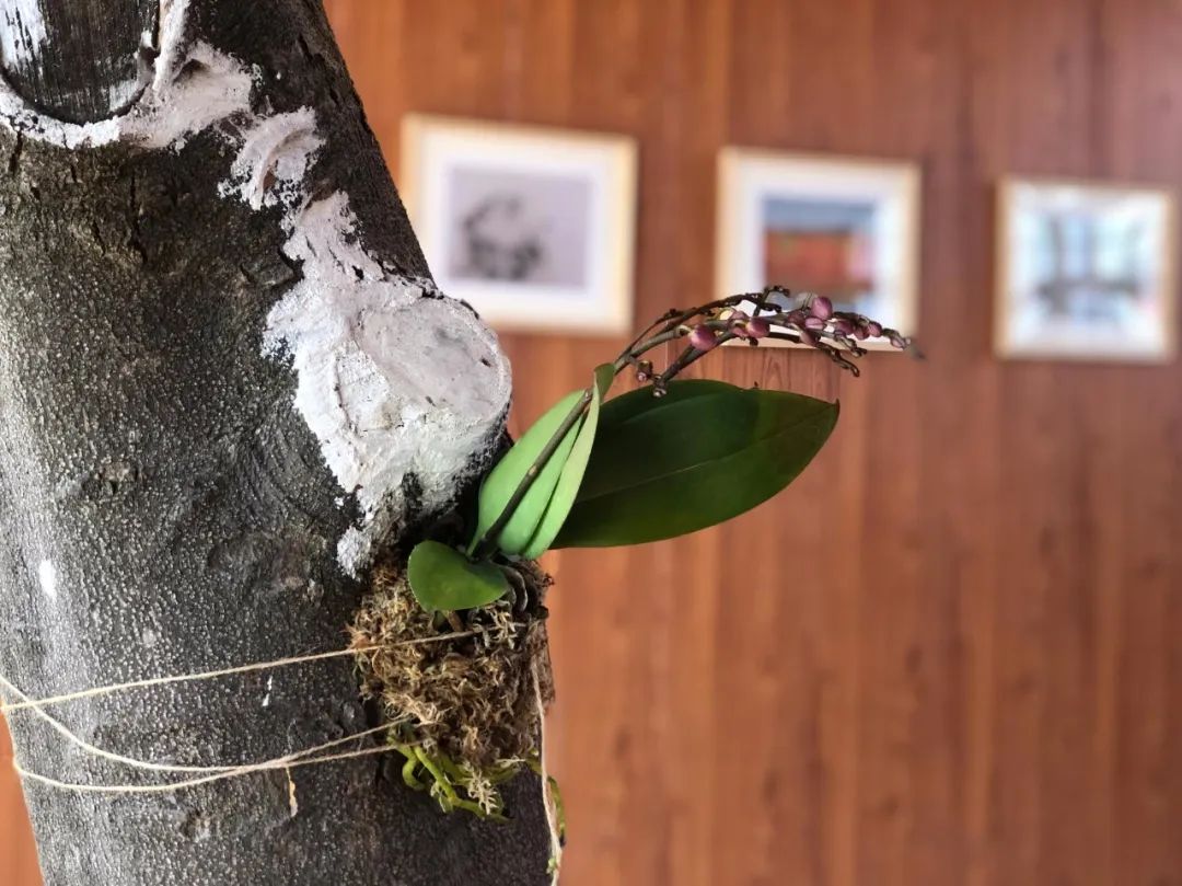 朝阳义塾对应的日本高中,上海朝阳义塾日本国际高中怎么样