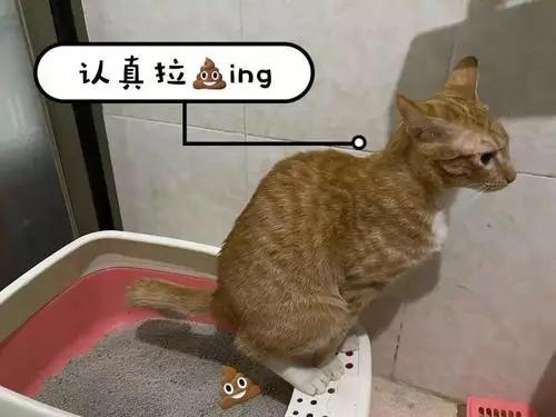 合租室友养猫很吵怎么说,合租室友养猫在客厅怎么处理