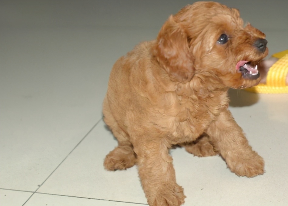 小狗拉肚子怎么治疗最有效,小狗拉肚子最快解决办法