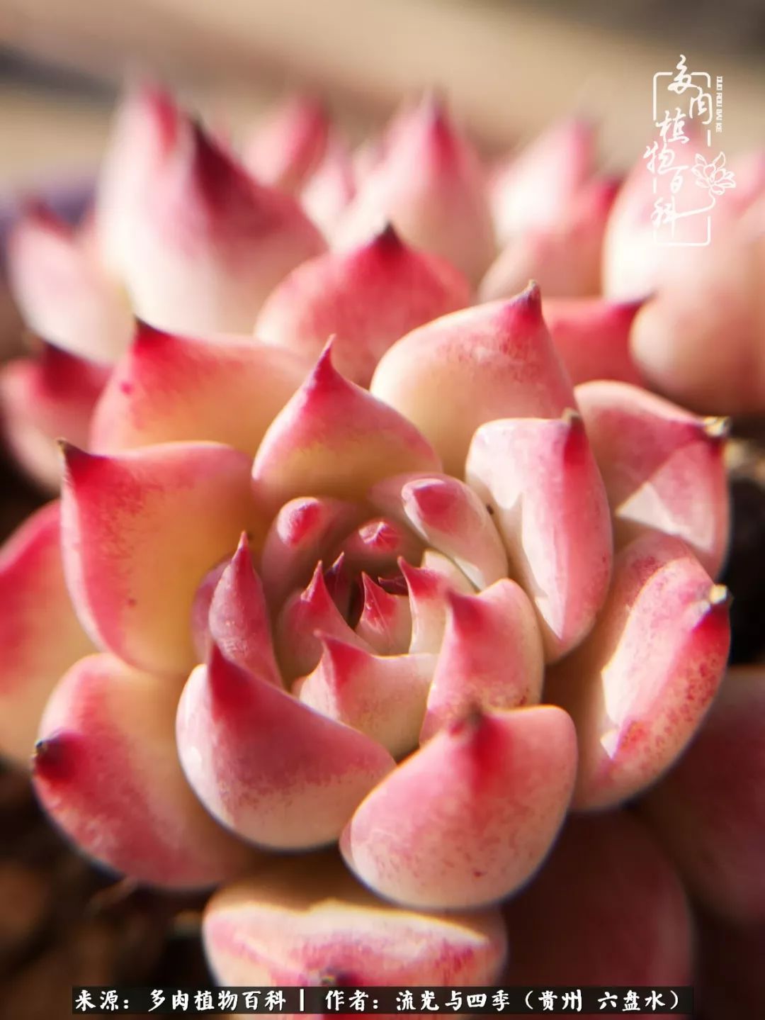 养多肉这几点新手必要知道,在养多肉的路上越走越远