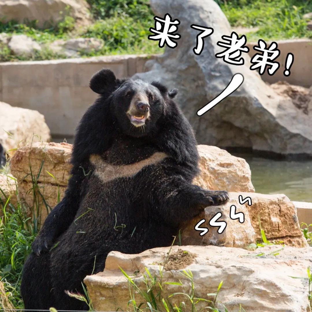 泉城欧乐堡动物王国二日游,十一假期泉城欧乐堡动物王国