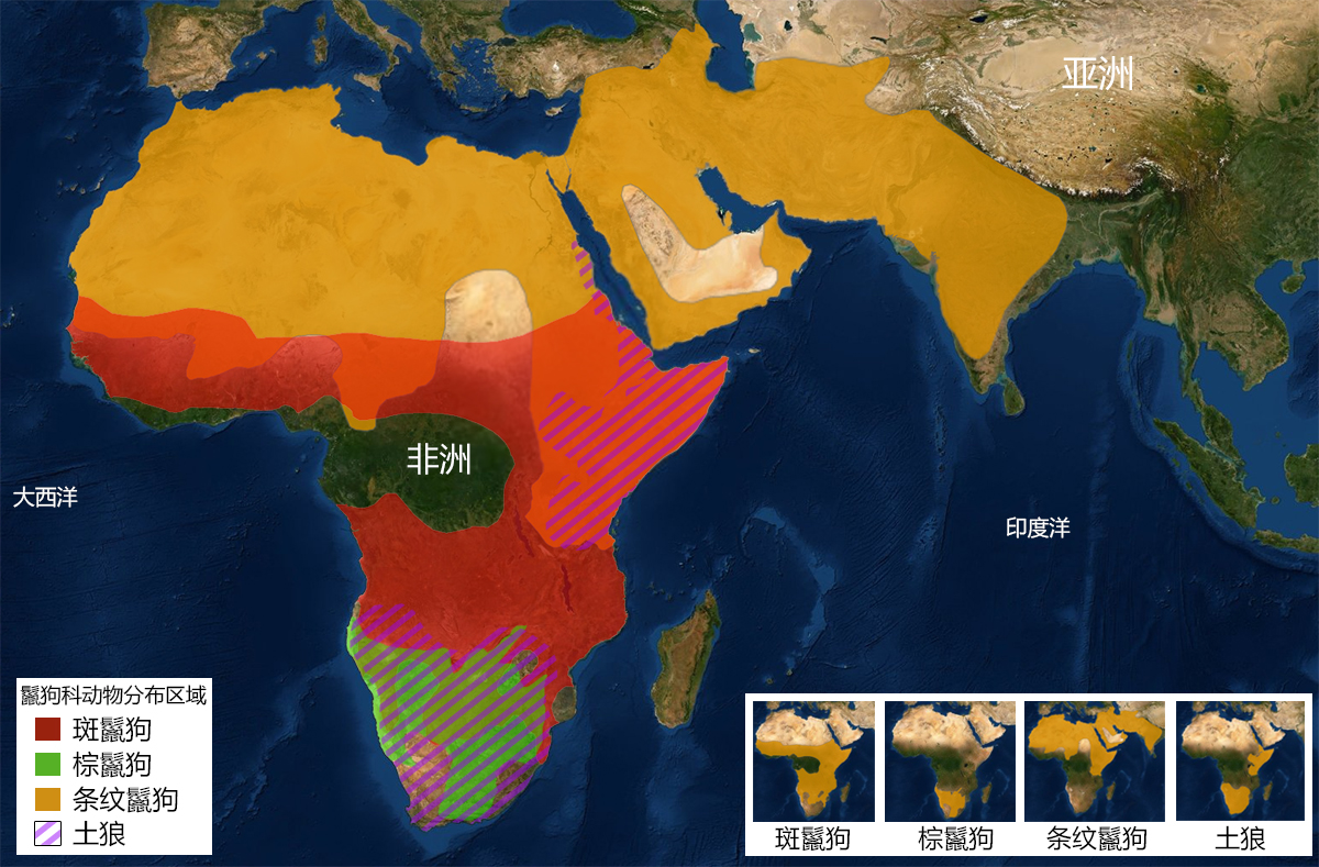斑鬣狗是不是最厉害的动物,斑鬣狗是什么样的动物