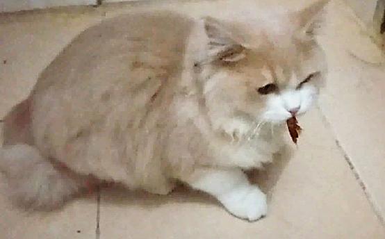 猫咪不出门需要驱虫吗,不出门的猫咪还用驱虫吗