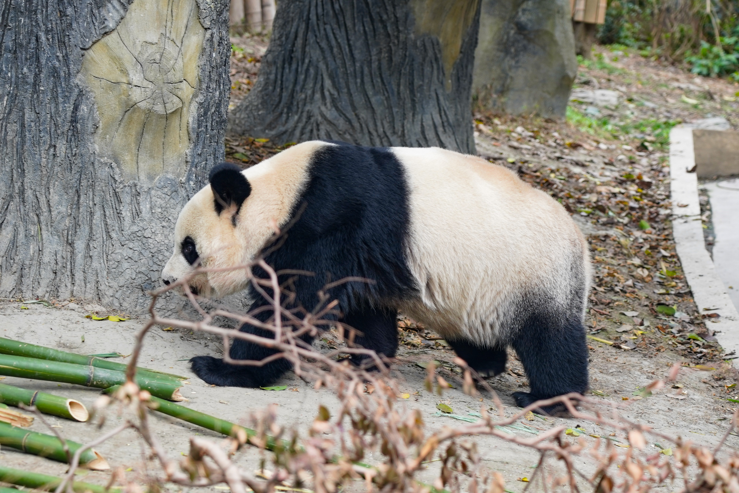 成都酒店大熊猫一日游,成都大熊猫繁育研究基地游玩攻略