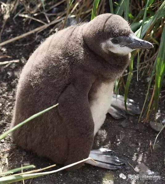 企鹅没有毛还能生活在北极,企鹅没有冰能生活吗