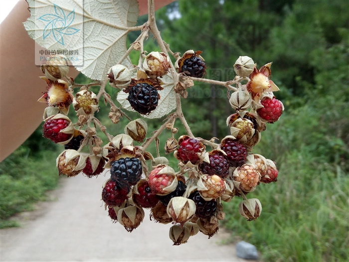 蓬蘽和覆盆子一样功效吗,蓬蘽可以当草药吗