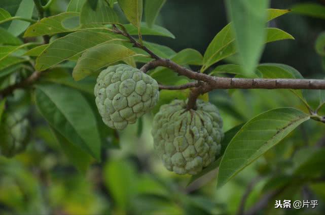 热带水果是什么水果,这四种水果再贵也要吃