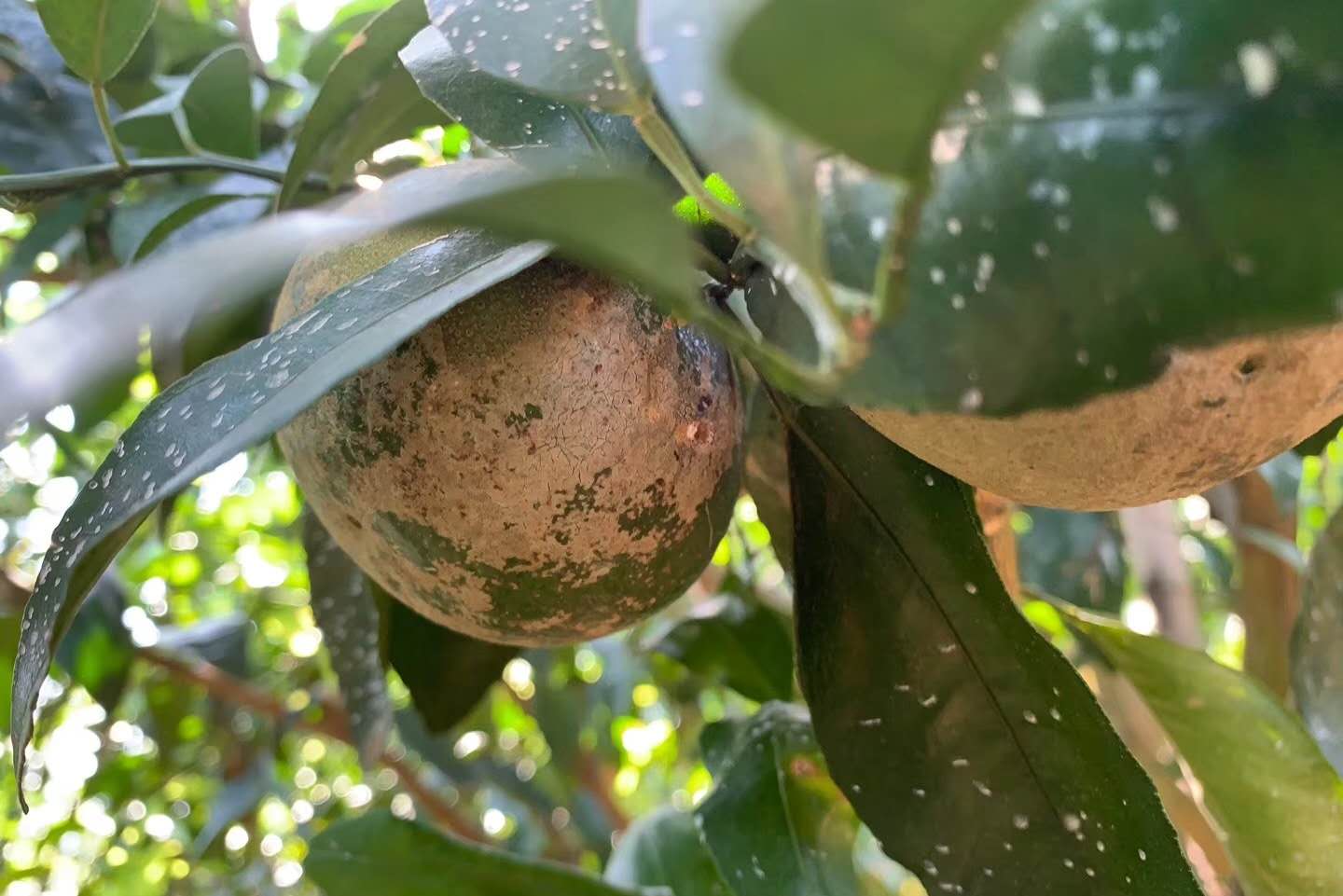 柑橘白癞病阴蔽果园频发，与其他花皮果如何区分？该如何防治？