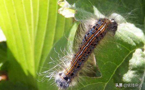 苹果食心虫防治,苹果叶片虫害