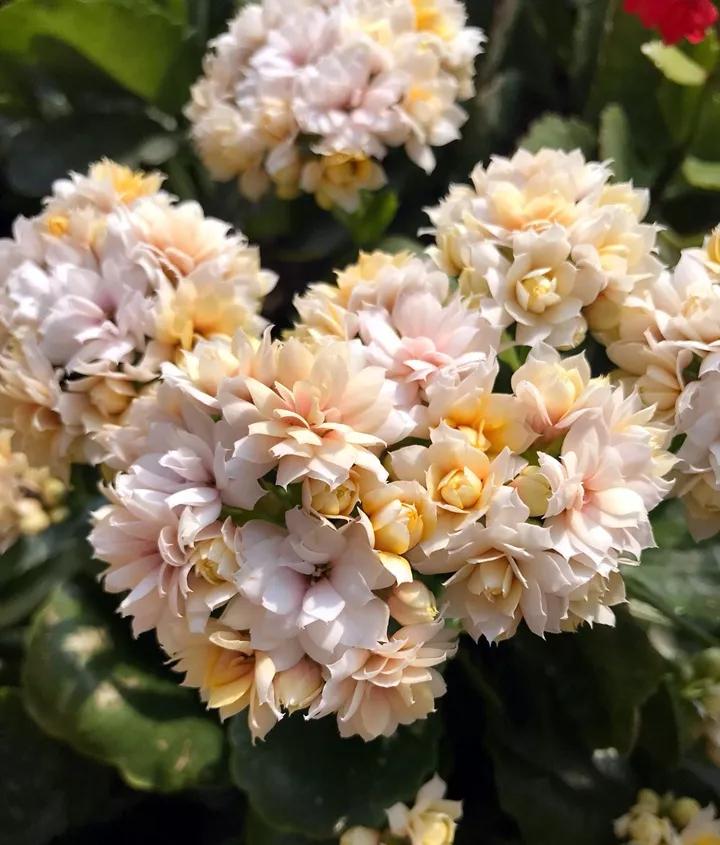 长寿花，寓意好、开花漂亮，花期长，品种多达300个