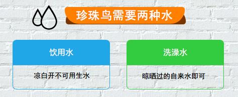 史上最详细的珍珠鸟饲养手册