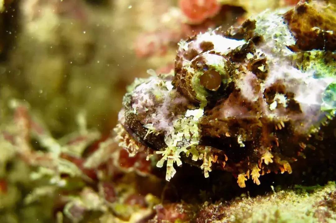 三亚潜水哪个俱乐部最好,三亚潜水得请教练么