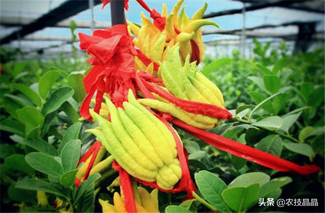 成熟结果佛手怎么种植才能发芽,冬天从网上买的佛手苗怎么种植