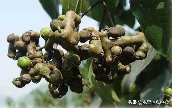 国内好吃的热带水果有哪些,小众水果推荐