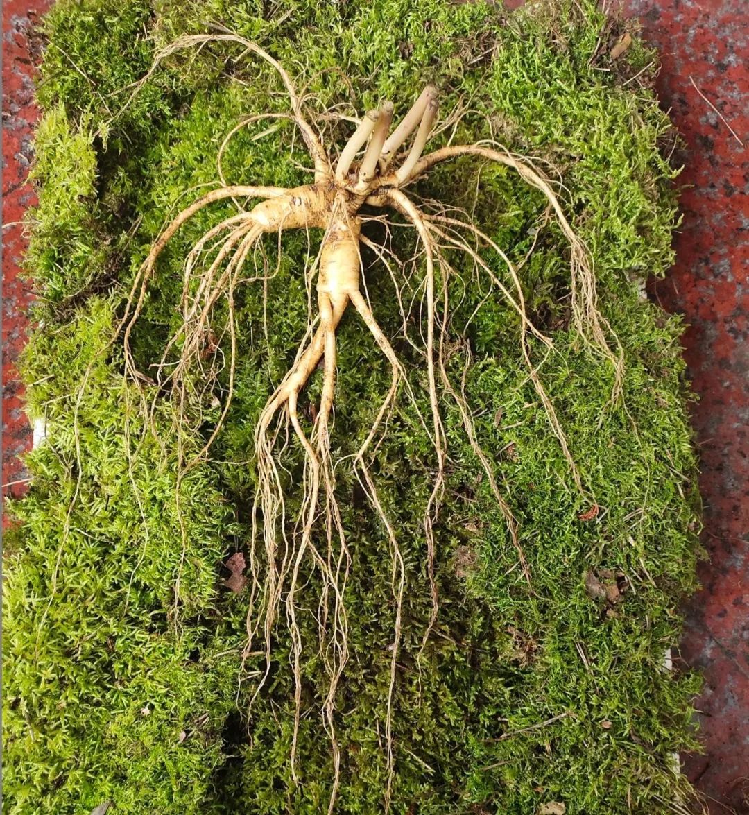 农村种植创业小伙子,东北林下参种植前景