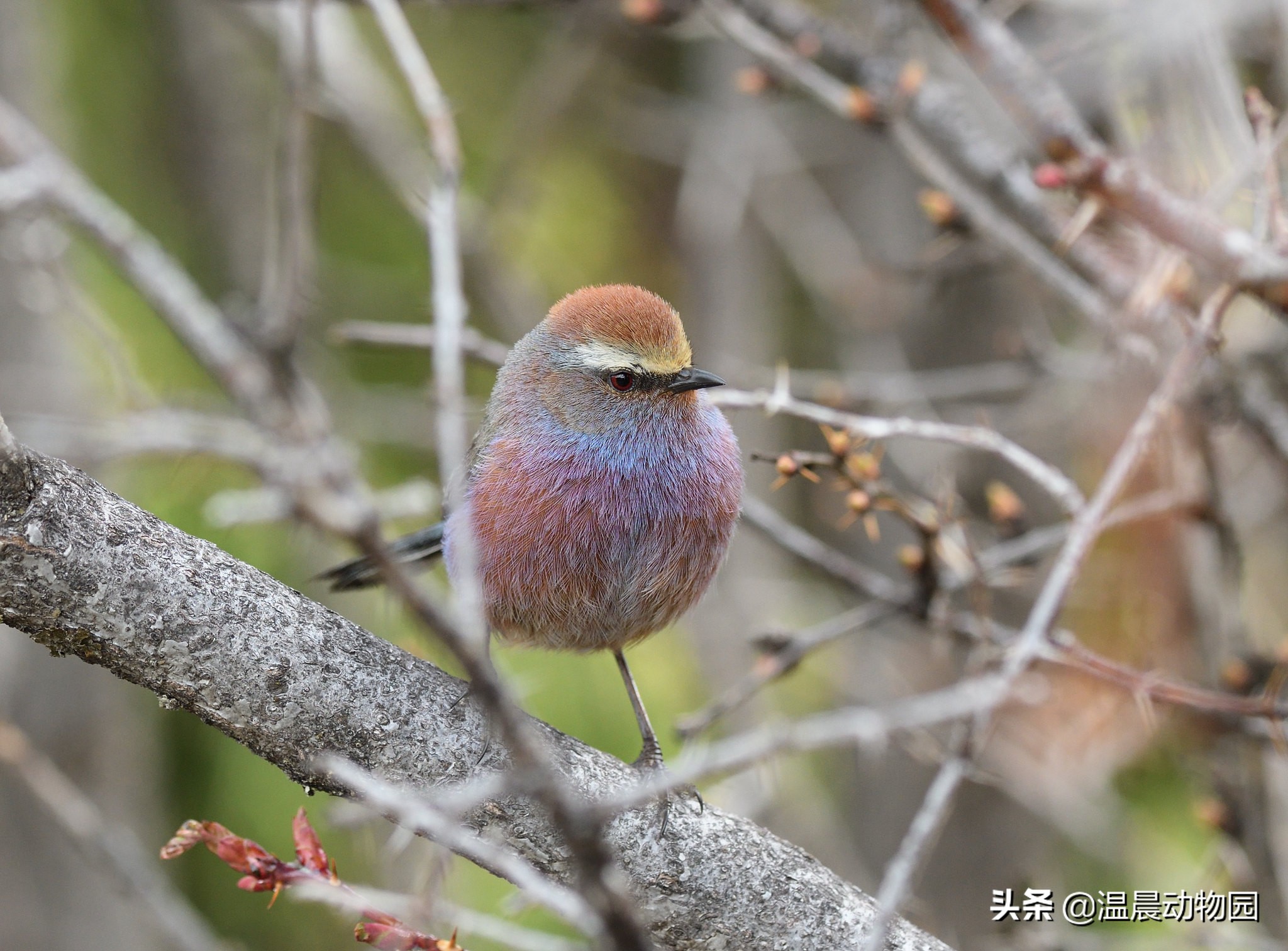 辟谣:鸟界的“肥宅”都是雀形目的?不一定,猛禽中也有胖萌肥啾