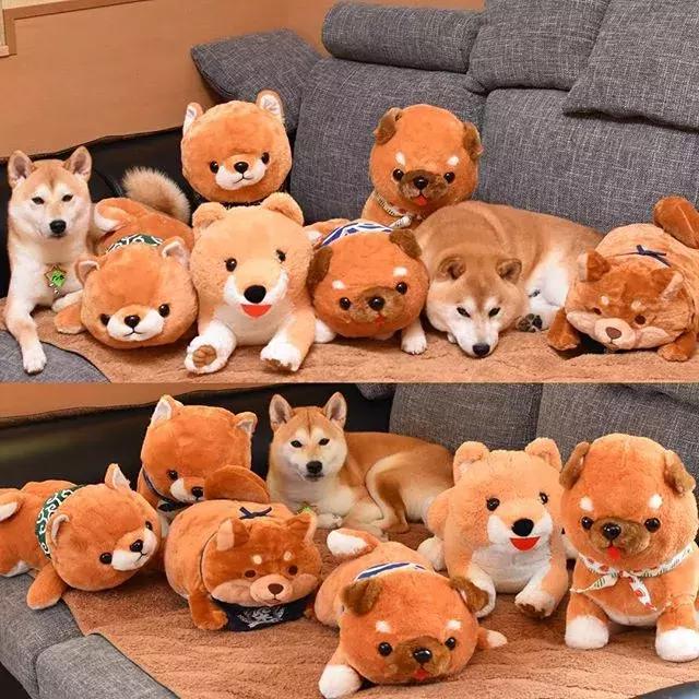 日本博主给两只柴犬买了几十只玩偶，变成大型实物版“连连看”…