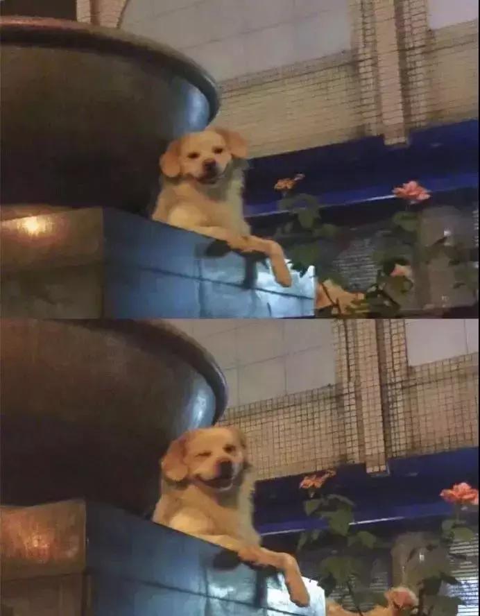 守身如玉20年，“第一次”竟然给了一只狗