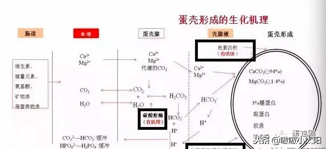 蛋壳是如何形成的?破蛋、软蛋多是咋回事?