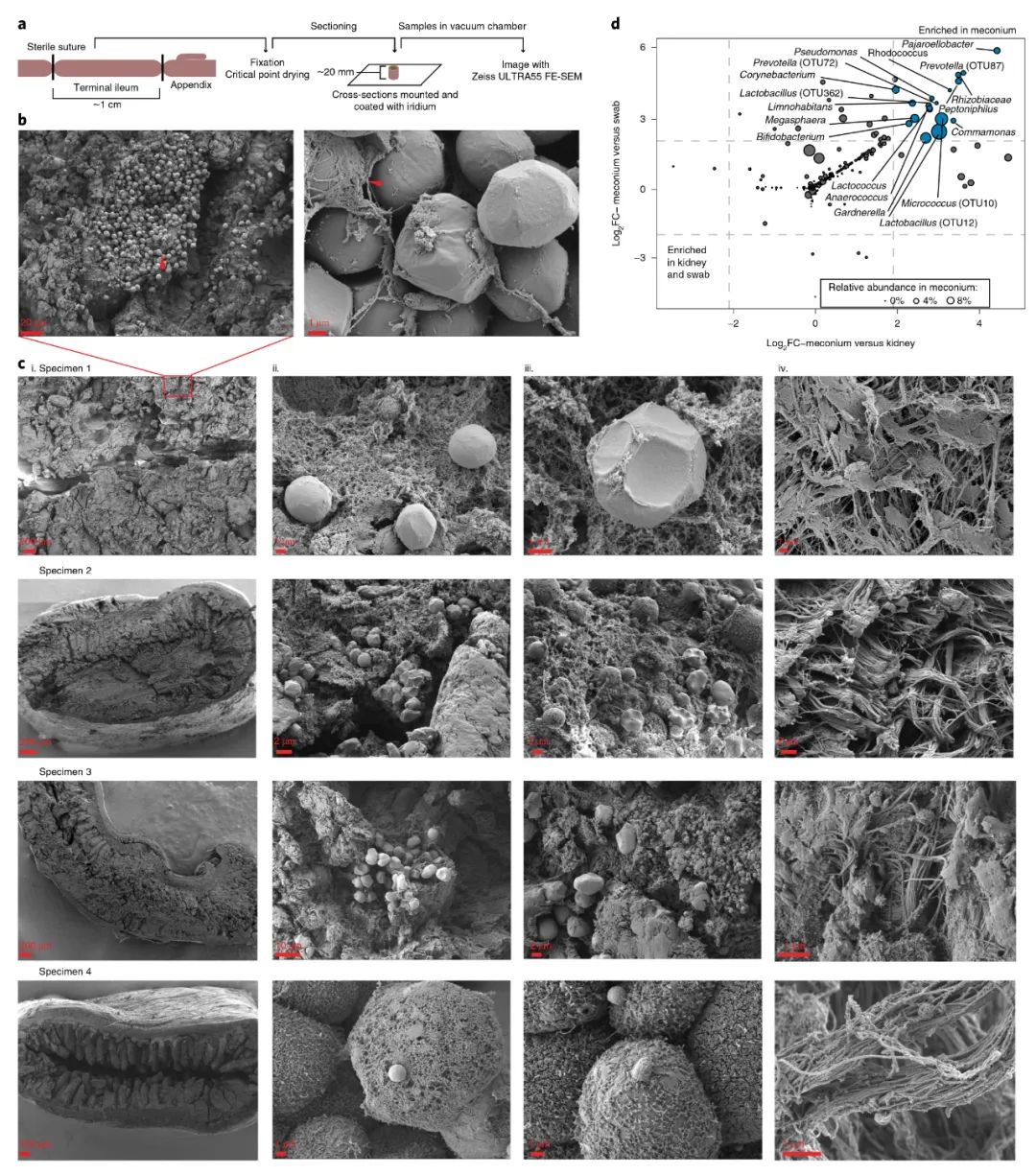 活菌在人体中可以存活吗,活菌在干燥的环境下能存活多久
