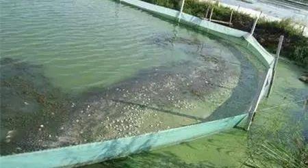 如何防治蟹塘蓝藻暴发,虾蟹塘有蓝藻杀还是不杀好