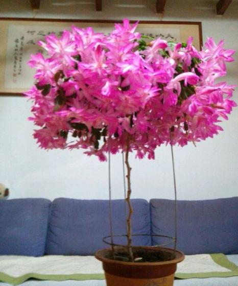 嫁接蟹爪兰怎么养才能更旺盛,蟹爪兰养不活