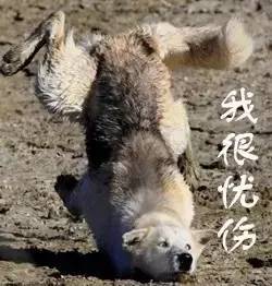 飞机出故障飞机配置降落伞,一架飞机降落伞