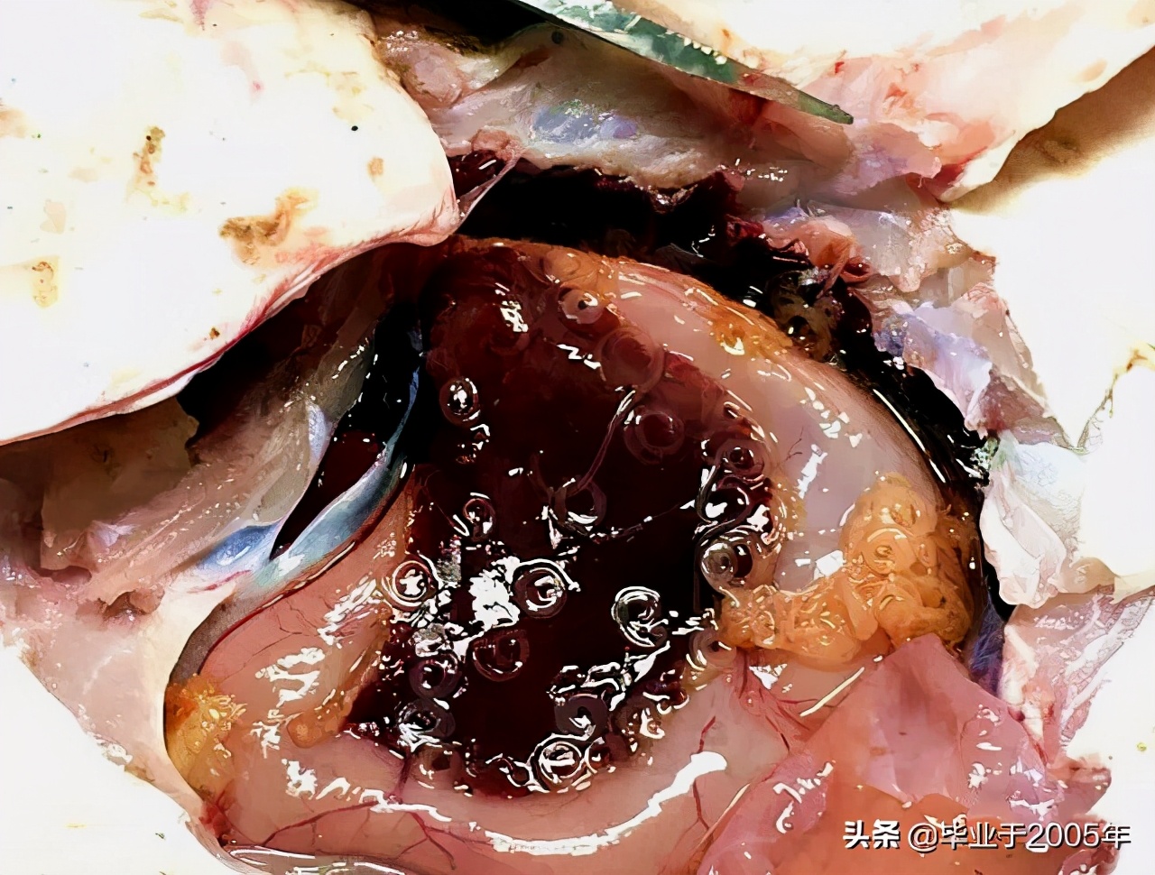 吃鱼虾的危害有哪些,吃鱼重金属超标对身体有什么伤害