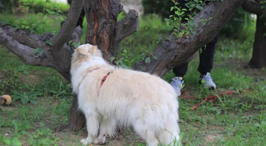 狗狗乱闻人怎么办,不让狗狗乱嗅怎么训练