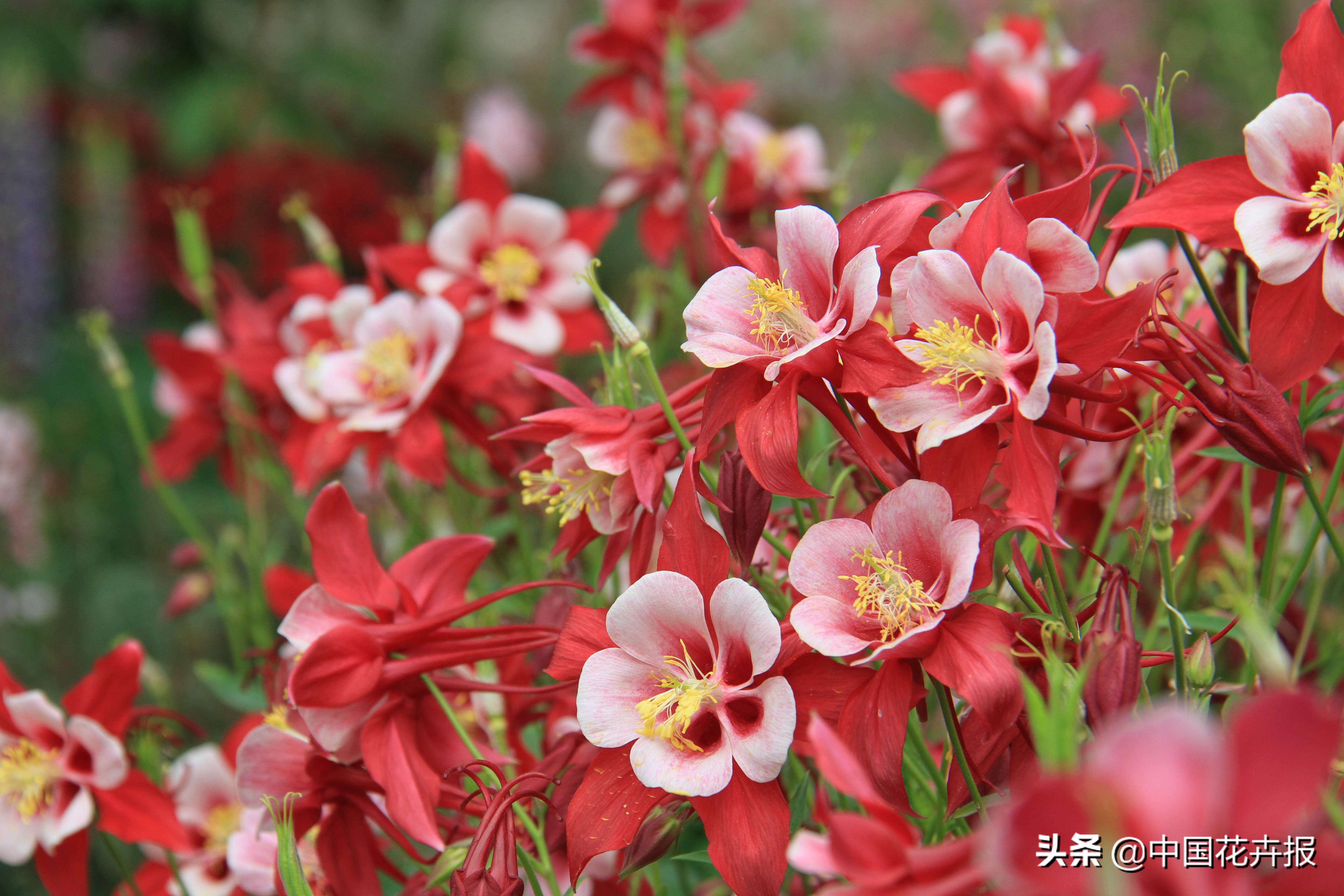 适合花园的花花草草,如何打造四季都有花的花园