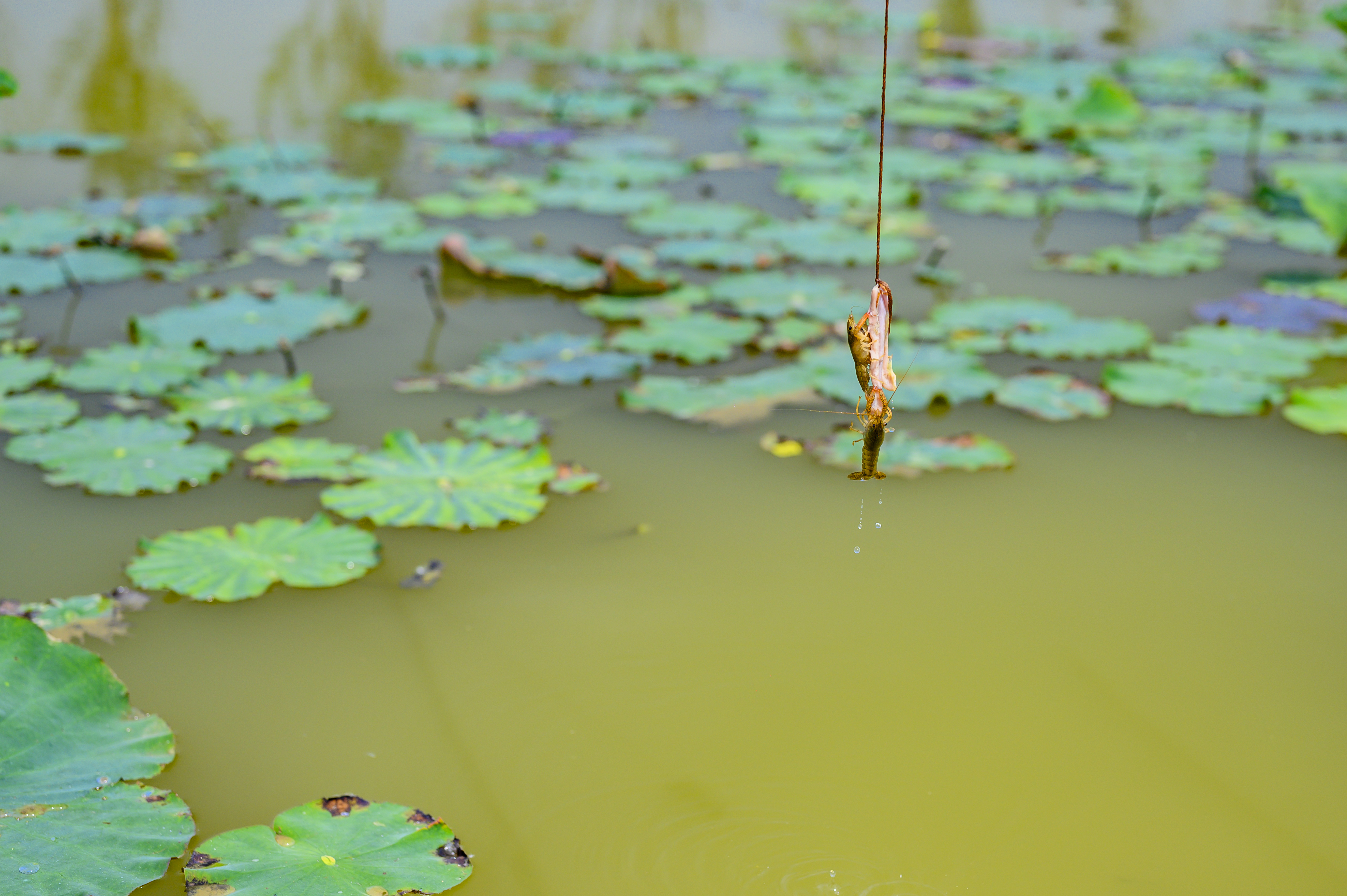 江苏金湖县小龙虾,江苏金湖小龙虾