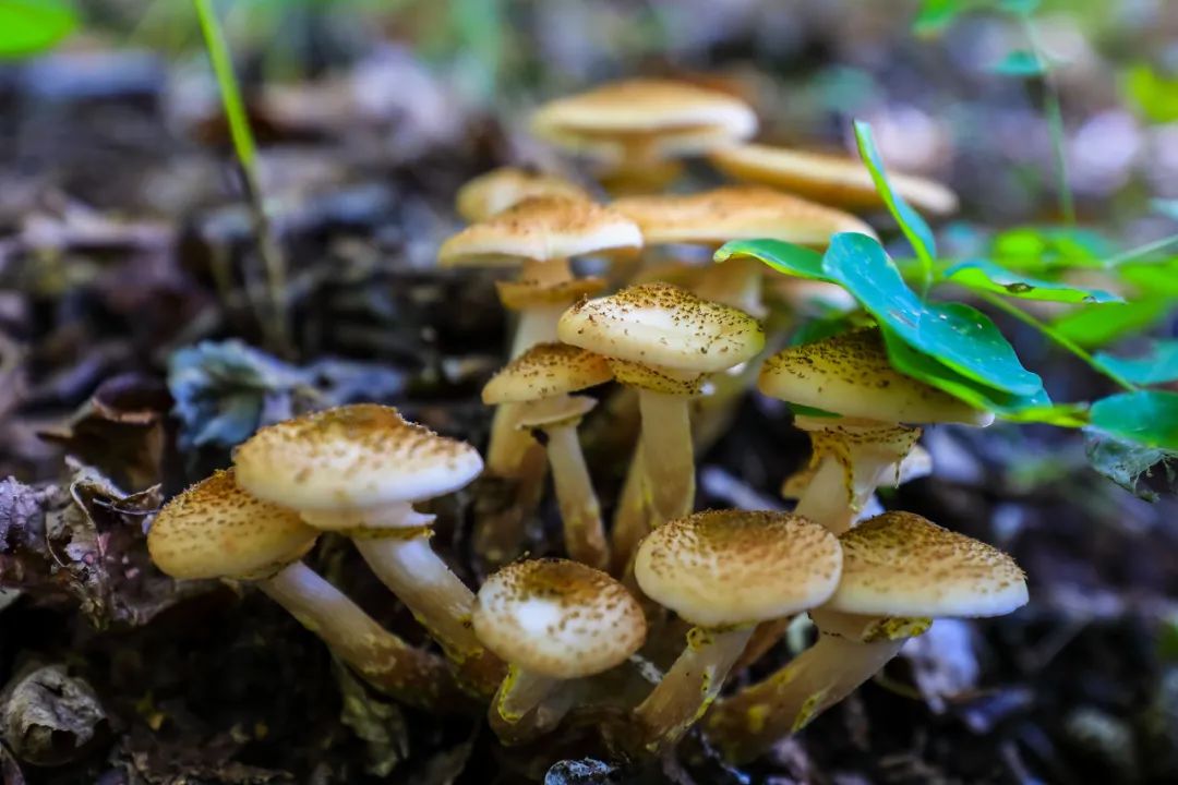 最新十大野生菌,野生菌陆续上市质优价稳