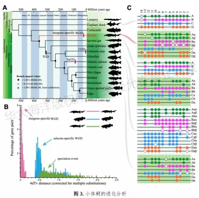 华大海洋合作发表全球首个鲟鱼基因组草图
