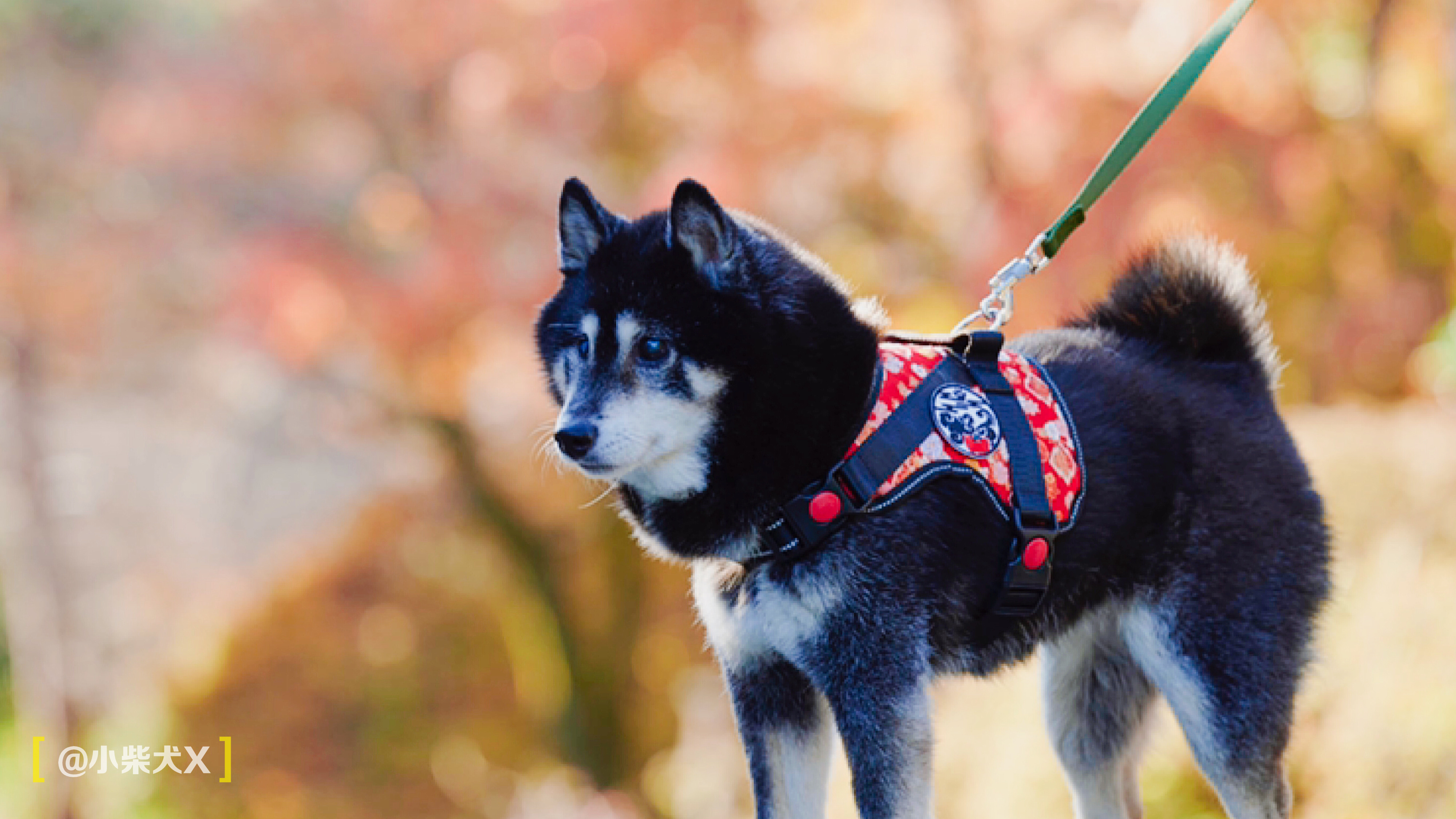 一对日本夫妇设计了最具日本传统特色的狗狗用品,太适合柴犬了