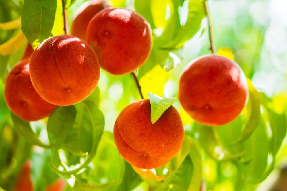 桃树花果期管理有哪些内容,桃树开花期如何管理