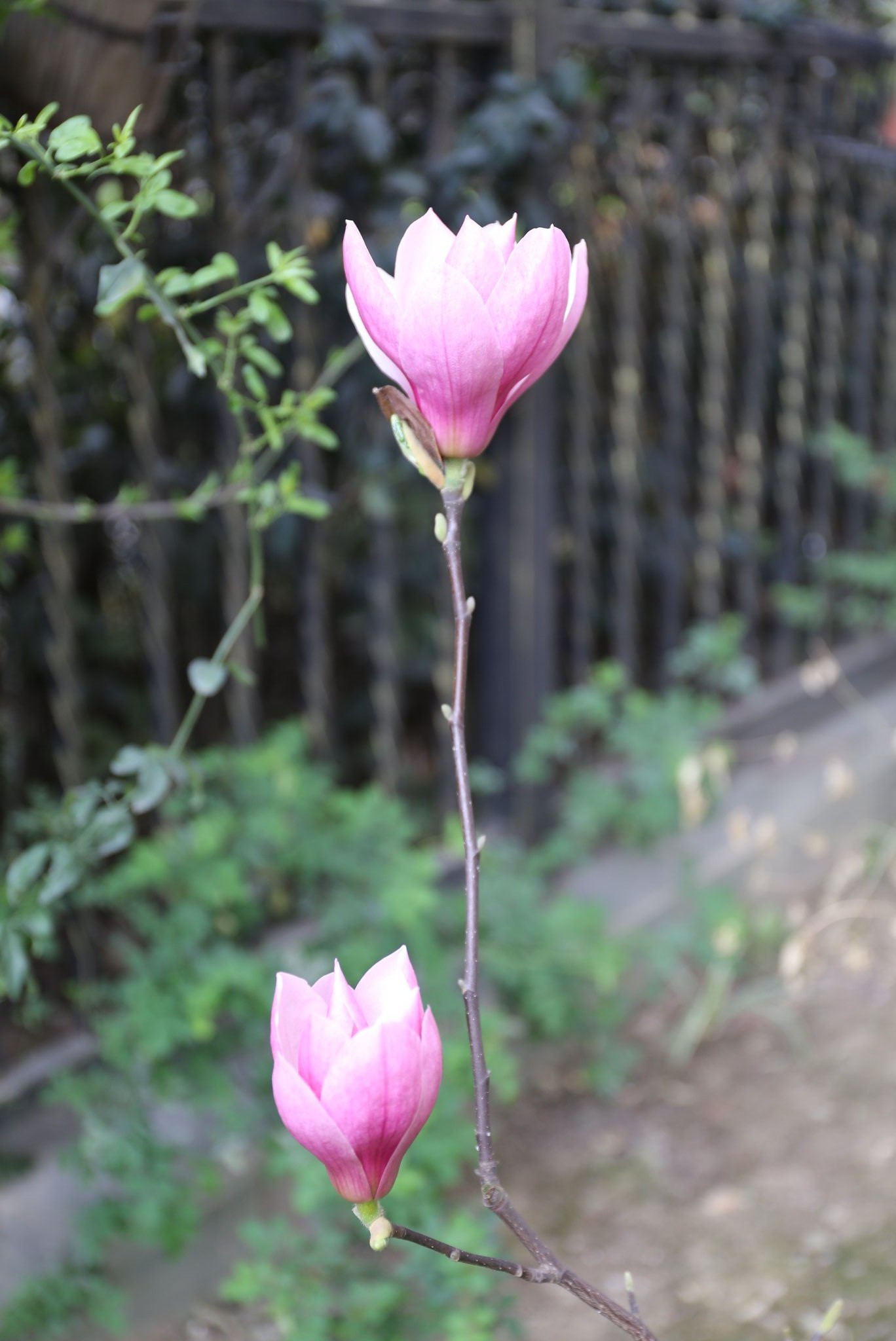 春天的花园作文,春天的花园作文400字四年级