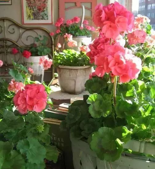 天竺葵不开花的3个原因,天竺葵不开花的原因