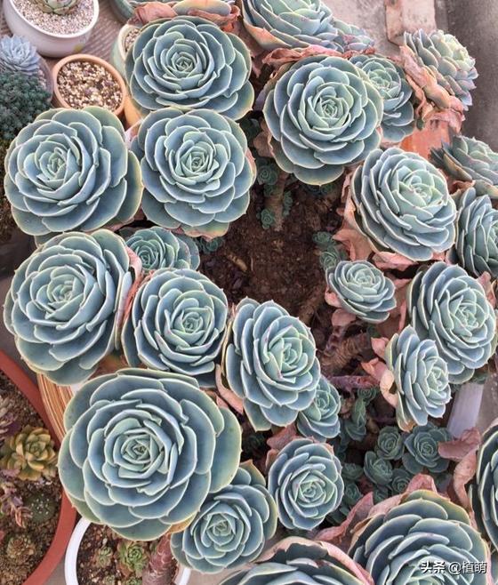 养了4年的玉蝶，不但没有“摊饼”，反而变成爆盆状态