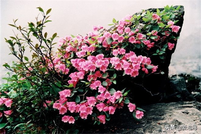 峨眉山和瓦屋山哪个更好,峨眉山一日游精选游记