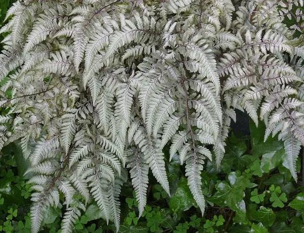 银白色的植物有哪些,草本类观赏植物
