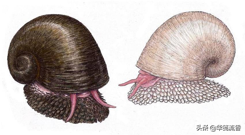 太阳系中还有其他水球吗,太阳系宇宙中有多少水