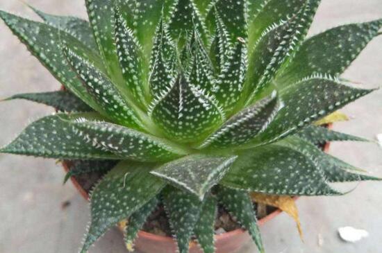 波露能摘叶扦插吗,波露的扦插图片